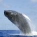 whale_humpback_h_00379_dom2426.jpg